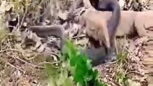 The moment a cobra deceives a snake with a shell snake
