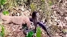The moment of deception of the pond snake with the straw snake