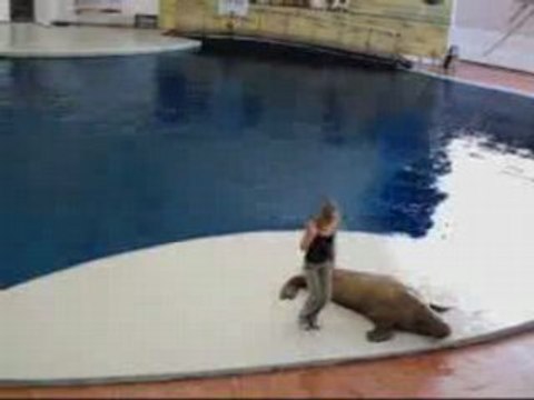 Morse qui danse du Michael Jackson