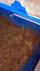 Beginilah cara mitra kelas online saya melaporkan keadaan ikanya