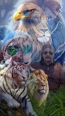 انا الاسد سايق عرينى | حالات واتس