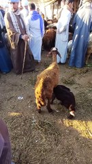 نعجتيها يا ولاد الحلال اللي لاقيها بسرعه يوديها للبيت فورا