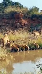 Thirsty Lion Pride Taking A Drink