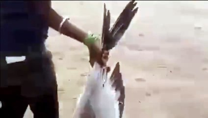 कानपुर में साइबेरियन पक्षियों का हो रहा शिकार, देखें वीडियो