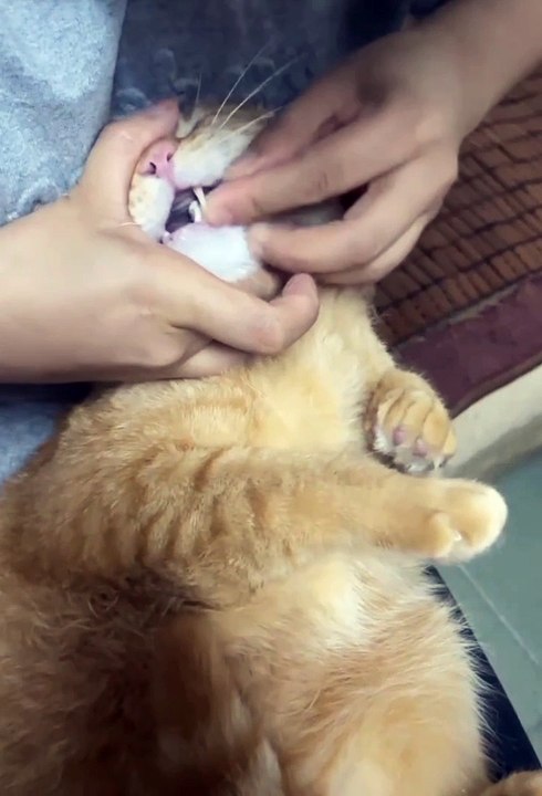 Cat Don't Want To Eat Tablet | Cat Don't Want to Eat Medicine | Animals Funny Reactions | Cute Pets #animal #cats #satisfyingvideos #catshorts #pets