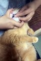 Cat Don't Want To Eat Tablet | Cat Don't Want to Eat Medicine | Animals Funny Reactions | Cute Pets #animal #cats #satisfyingvideos #catshorts #pets