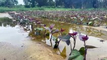 Nhiều diện tích khoai lang tím của nông dân xã Bảo Ninh (TP Đồng Hới, tỉnh Quảng Bình) ngập do mưa lớn, gây thiệt hại nặng