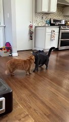 360° Side Flip Trick 🌀