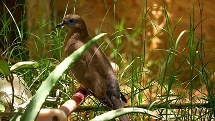 American birds  couple kissing video.
