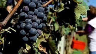 Harvesting Grapes with Precision: A Guide to Grape Harvesting Techniques and Tips
