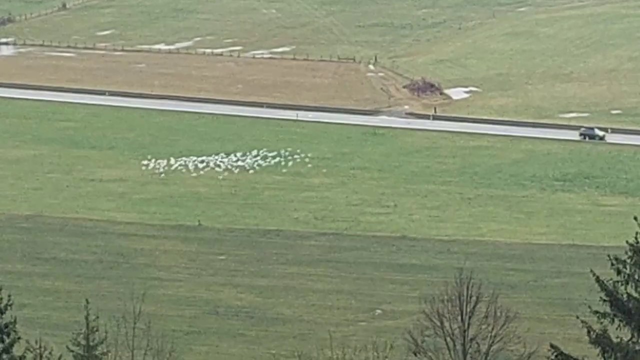Ein riesen Schwarm Möwen in Mittersill im Pinzgau