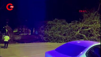 İNEGÖL'DE LODOS NEDENİYLE ASIRLIK ÇINARLAR, CADDEYE DEVRİLDİ