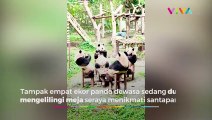 BIKIN GEMAS! Para Panda Kumpul Bareng Sambil Ngemil