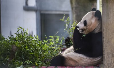 Farewell Tian Tian and Yang Guang - Edinburgh Pandas head for China