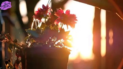 20 Minute on Music to Soothe the Mind and Sharpen the Focus