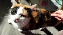 Funniest Cats Videos, The Siliest, Cutest And Funniest Cats 75