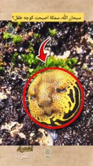 سمكة بوجه طفل سبحان الله #Dailymotio