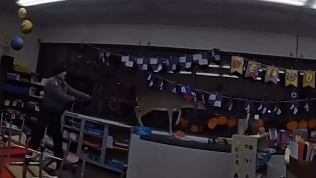 Watch: Deer chased through New Jersey school after breaking through window