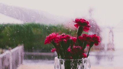 Rain Sound For Sleeping 30 Minutes Relaxing Raining