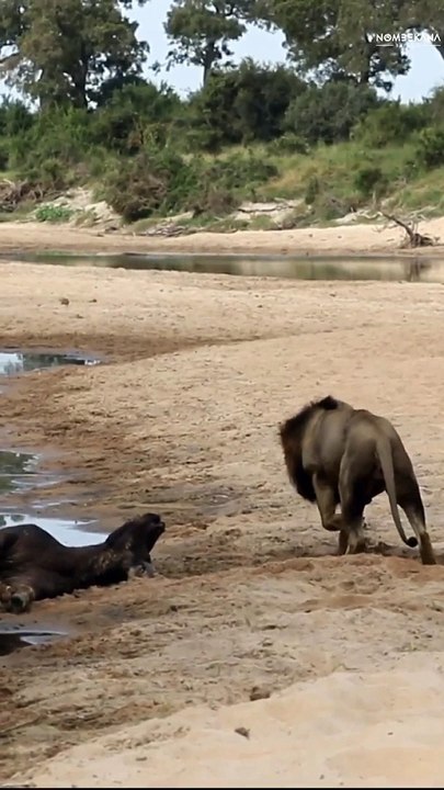 Lion vs buffalo