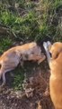 Dinar Belediyesi'nde köpeklerin ölümüne ilişkin inceleme başlatıldı