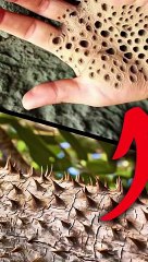 Never Get Close To This Tree #shorts #viral #dailymation