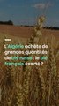 L'Algérie achète de grandes quantités de blé russe : le blé français écarté ?