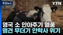 영국, 소 안아주기 힐링 열풍...맹견 무더기 안락사 위기 / YTN