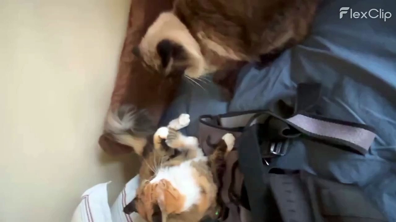 George Jumps on Marble