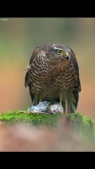 Peregrine_Falcon_s_Dizzying_Dives_at_