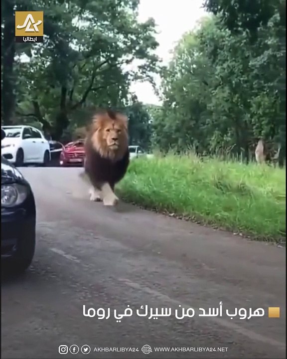 Big lion