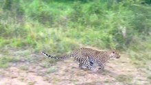 Greedy Leopard Wants 2 Baby Warthogs