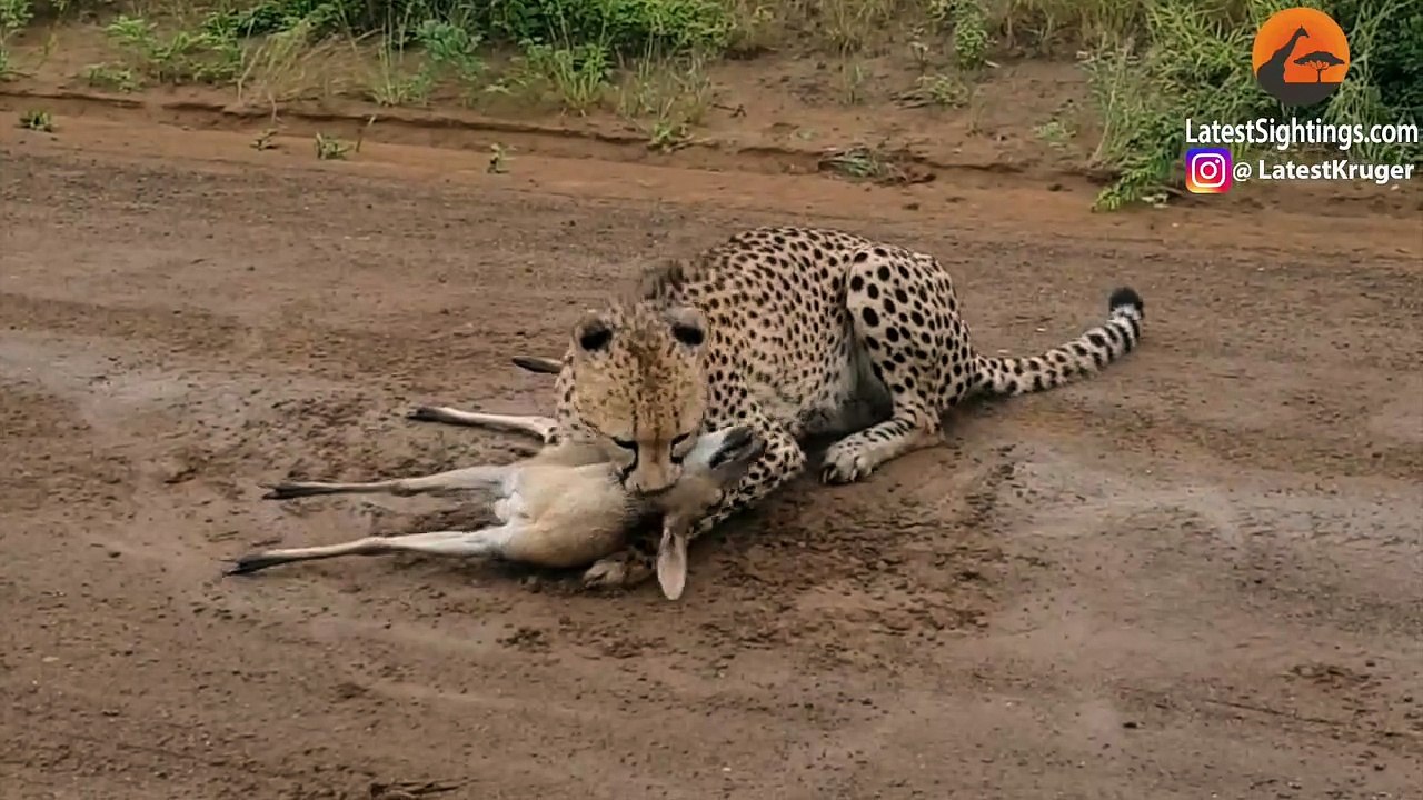 Buck crying from cheetah!