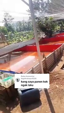 Saya panen lele koq gak laku❗ Pembudidaya lele PASIF pasti ngomong begini