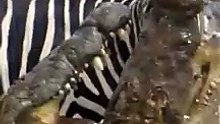 Crocodile Vs. Zebra
