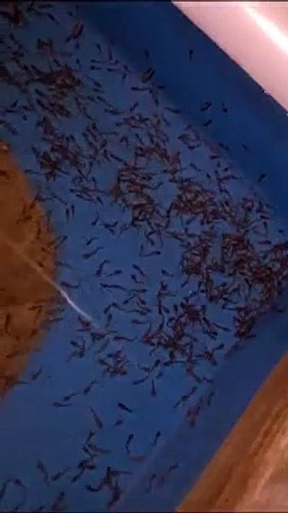 Jika ikan  lele kalian seperti ini saat pagi hari, jangan khawatir, itu normal