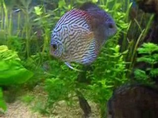 mes discus