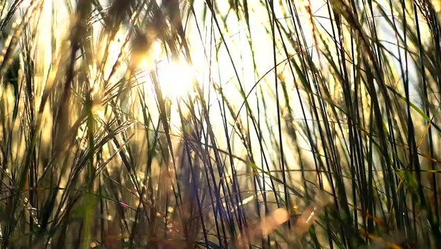 Steliana Sima - Am pornit pe drumul vietii