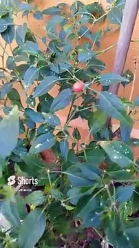 #arbol de #chile #habanero #aji #guindilla #picante #pepper #jardin #patio #maceta #shorts #gato