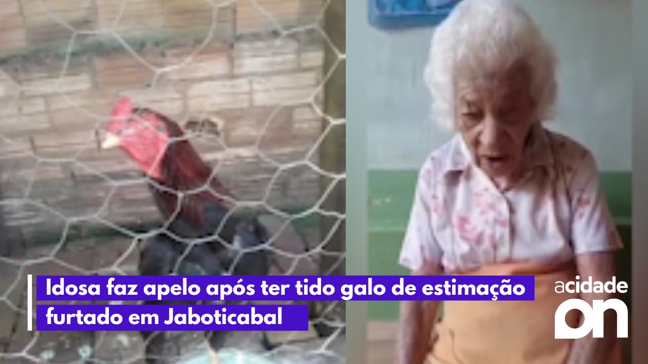 Idosa faz apelo após ter tido galo de estimação furtado em Jaboticabal