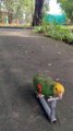 Bird Rides Little Scooter For Seeds