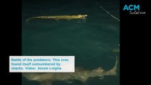 Sharks attack crocodile in battle of the predators