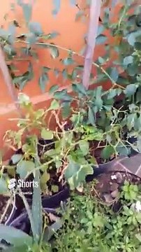 #chile #habanero #picante #aji #guindilla #pepper #shorts #jaridin #hortaliza #patio #planta #arbol