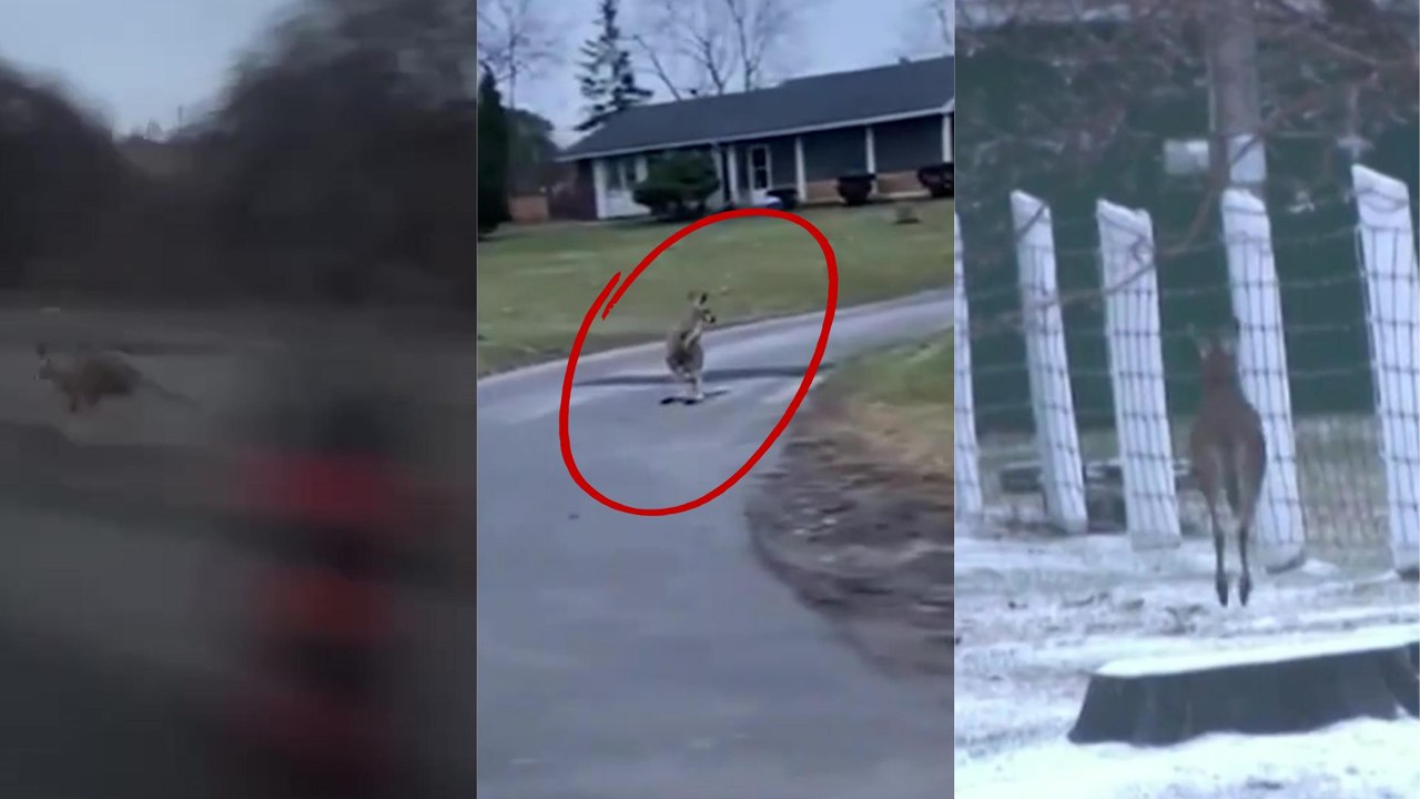 Kangaroo makes a break for it after escaping his Canadian zoo handlers
