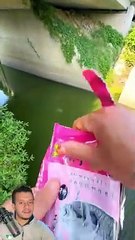 كيف تصطاد سمكه#shorts