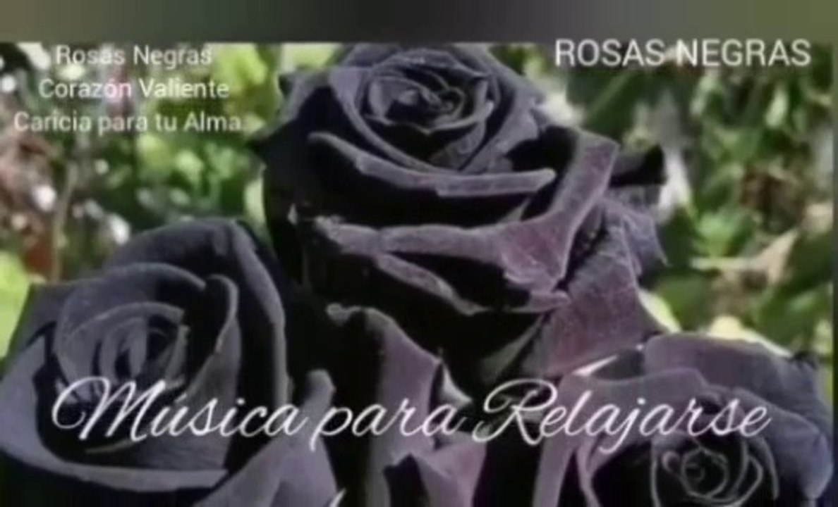 ROSAS NEGRAS