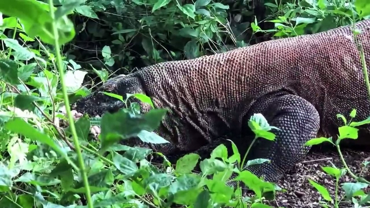 Komodo Dragon Swallows Whole Goat In A River - Video Dailymotion