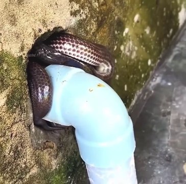 Kucing mencoba melawan ular, siapa yang akan menang ?