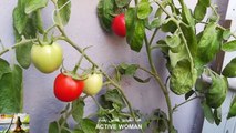 طريقة زراعة الطماطم من البذره وتسميدها  وتلقيحها يدويا ورعايتها الى قطف الثمار