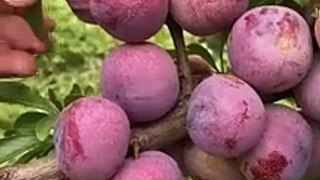 Trending Fruit All Country & Cutting Des 4,2023 Part-1 #shorts #viral #trending #fruit